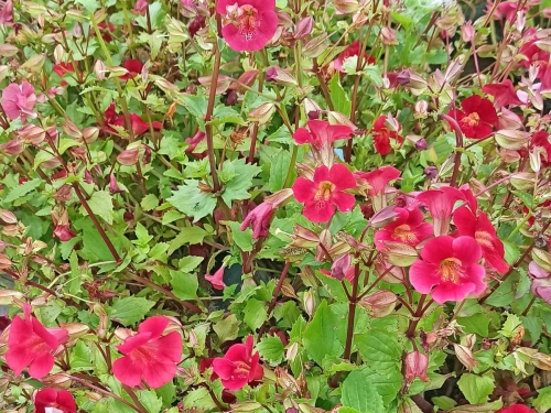rote Gauklerblume - Mimulus cupreus 'Roter Kaiser'